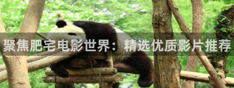 麦田照片：聚焦肥宅电影世界：精选优质影片推荐